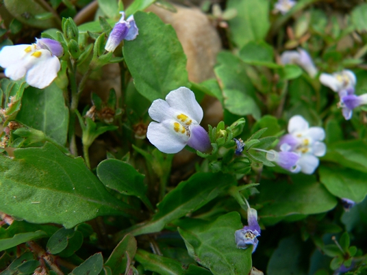 {Mazus pumilus}
